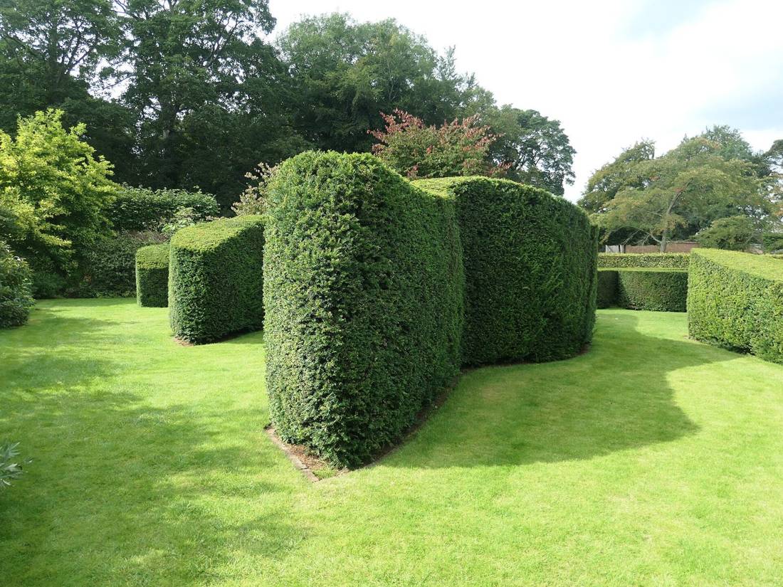 Neatly clipped hedges