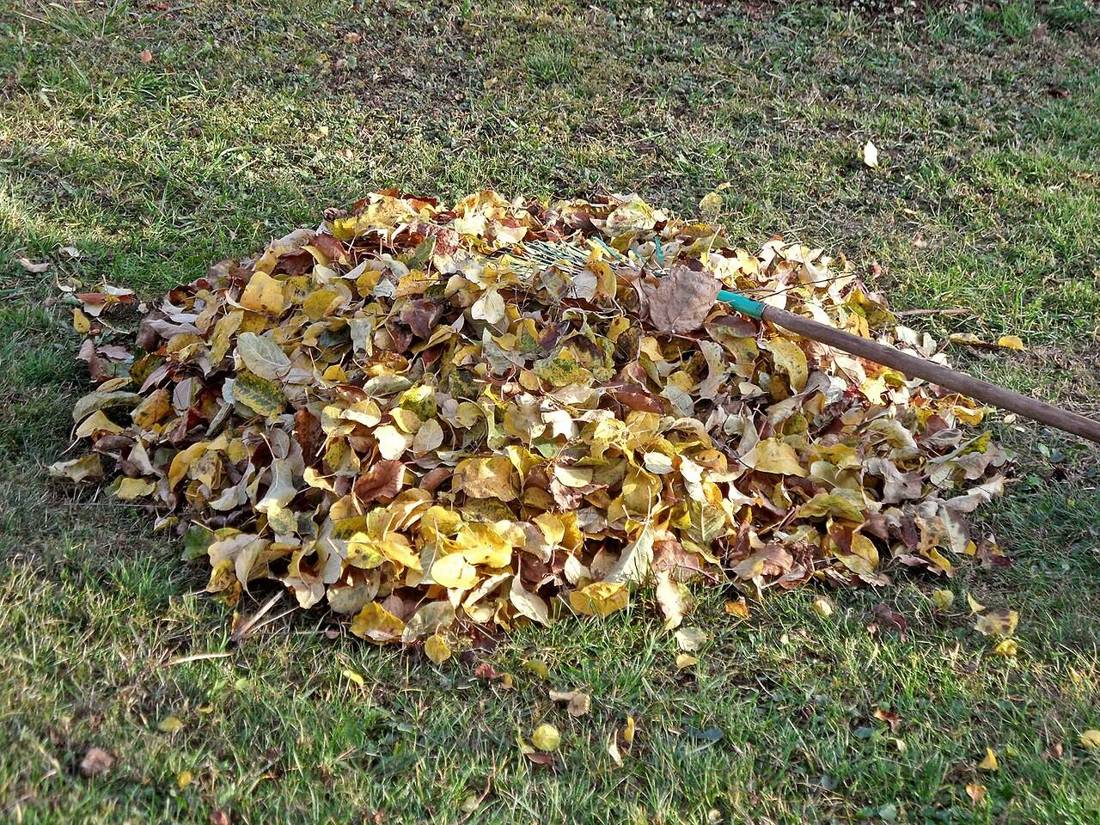 A pile of raked autumn leaves on a lawn